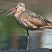 Marbled Godwit